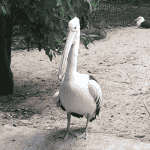 Sleeps all day and still has time for a midday nap.